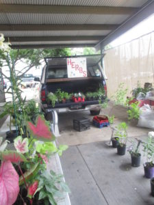 The Farmers Market and Fresh Pico De Gallo 