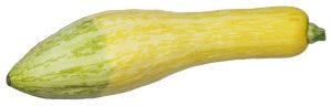 zephyr squash