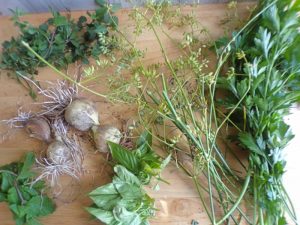 Garlic herb garden