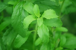 stevia plant for Fix Friendly Stevia Products